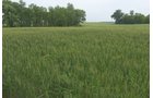 Lake County, Indiana farmland - LAND AUCTION - 147+/- ACRES OFFERED IN 3 TRACTS IN LAKE COUNTY, INDIANA